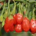 Concentrado de suco de Goji Brix sem conservantes